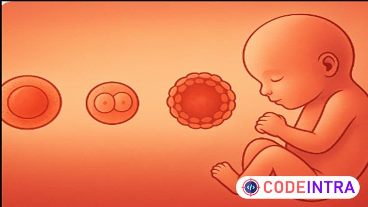 Clinical Embryology: From Concept to Practice preview